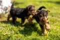 Уелски Териер welsh terrier , снимка 2