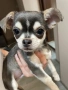 Продавам мъжко чихуахуа, снимка 4