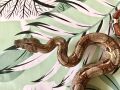 Змия, боа, Boa Constrictor, снимка 2