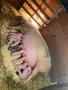 Продавам прасе с малки, снимка 3