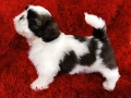Кученца Ши Тцу /SHIH TZU FCI pedigree , снимка 16