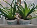 Лечебно Алое Вера и Дървовидно алое, снимка 6