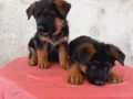 Немски овчарки, снимка 4