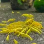 жълти скариди - yellow cherry shrimp, снимка 2