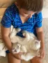 Регдол Ragdoll котета, снимка 16