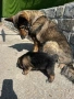 Продавам кучета, снимка 1