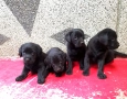 Чистокръвни лабрадорчета , снимка 2