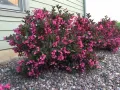 Вейгела Александра, Weigela florida Alexandra, снимка 5