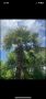 Студоустойчива палма, снимка 1 - Градински цветя и растения - 45701108