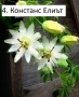 Пасифлора - Passiflora   Налични 5 вида , снимка 4