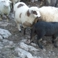 Агнета балкански , снимка 1 - Овце - 45062499