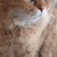 Шотландски правоухи и клепоухи котета, снимка 5 - Британска късокосместа - 45497812