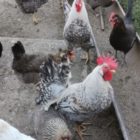 Продавам яйца от великденски носачки-новото поколение, снимка 8 - Кокошки и пуйки - 45061583