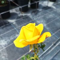 Храстовидни рози!!, снимка 10 - Градински цветя и растения - 45702417