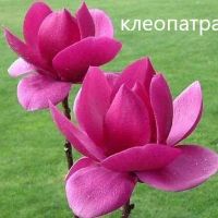 Магнолия - Magnolia НАЛИЧНИ 14 ВИДА Студоустoйчиви, снимка 8 - Градински цветя и растения - 33512293