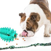 Играчка кактус – четка за зъби за домашни любимци, снимка 10 - За кучета - 45862950