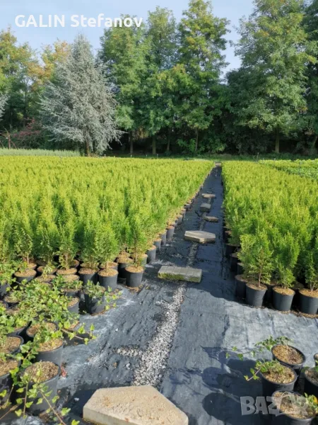 туя .смарагд .50 см, снимка 1