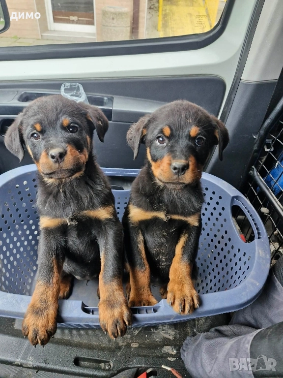 Женси Ротвайлерчета, снимка 1