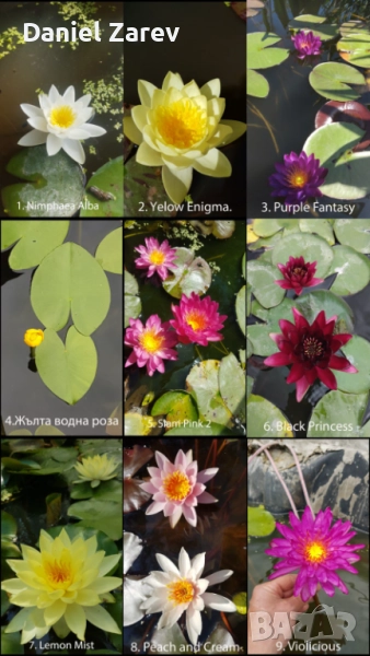Продавам водни лилии, езерни растения и цветя. Тор за растения., снимка 1