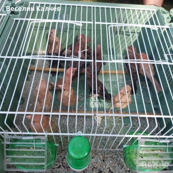 Мексикански чинки, снимка 1