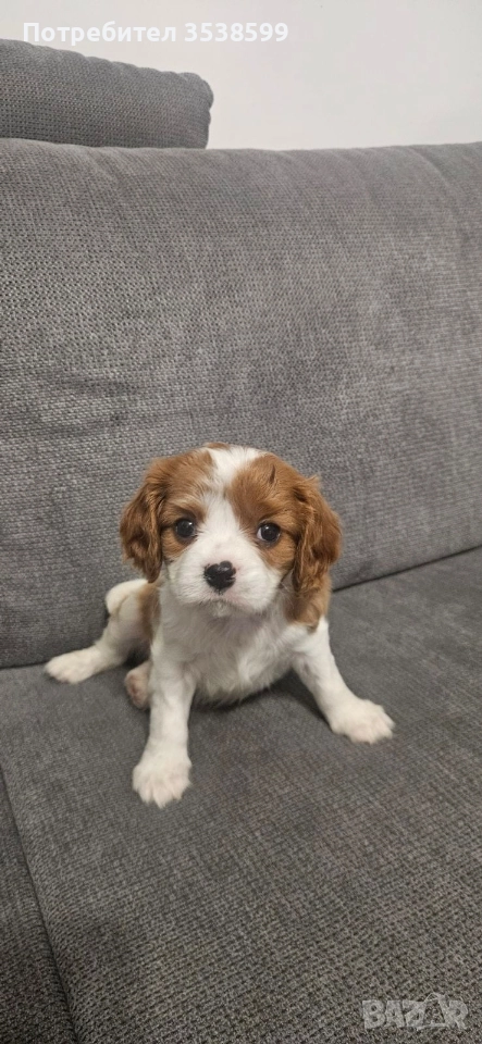 Кавалер Кинг Чарлз Шпаньол , снимка 1