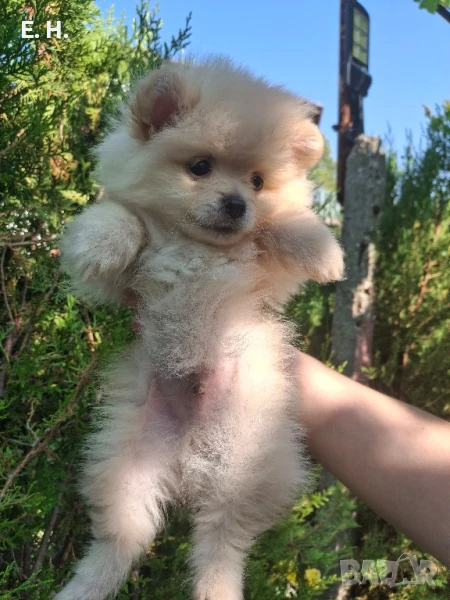 померанчета , снимка 1