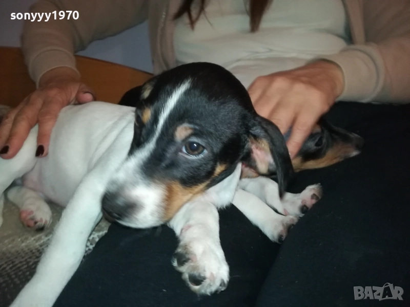 бебе джак-женско 2810251642, снимка 1