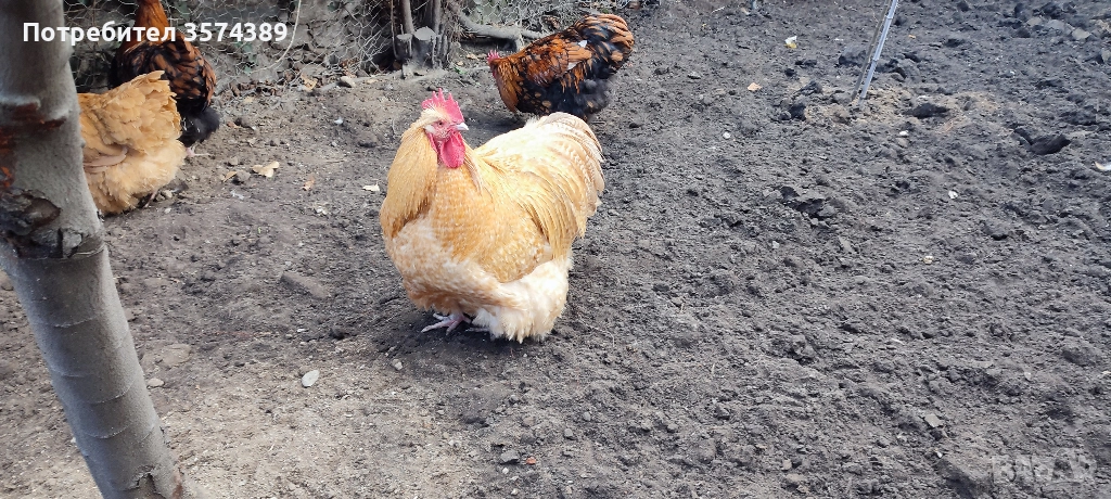 Продавам петли, снимка 1