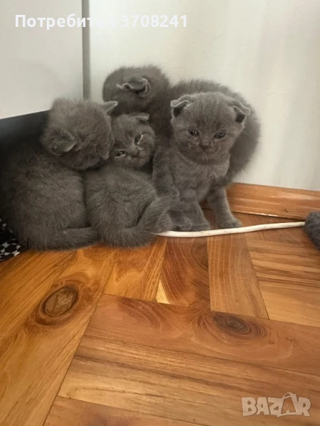 Продавам коте женско британче или мъжко шотландски Фолд(клепоухо британче) мъжко, снимка 1