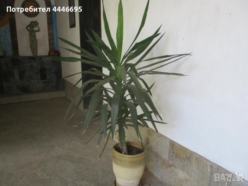 Палма юка, снимка 1