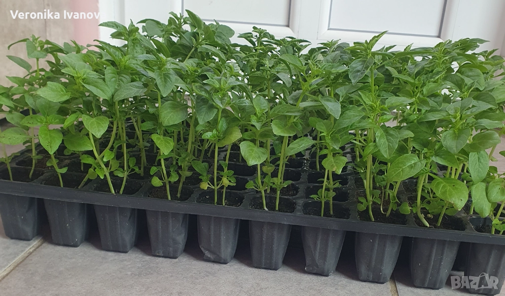 Босилек, снимка 1