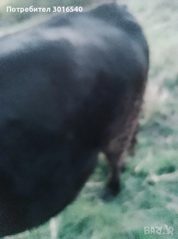 теле за продан, снимка 1