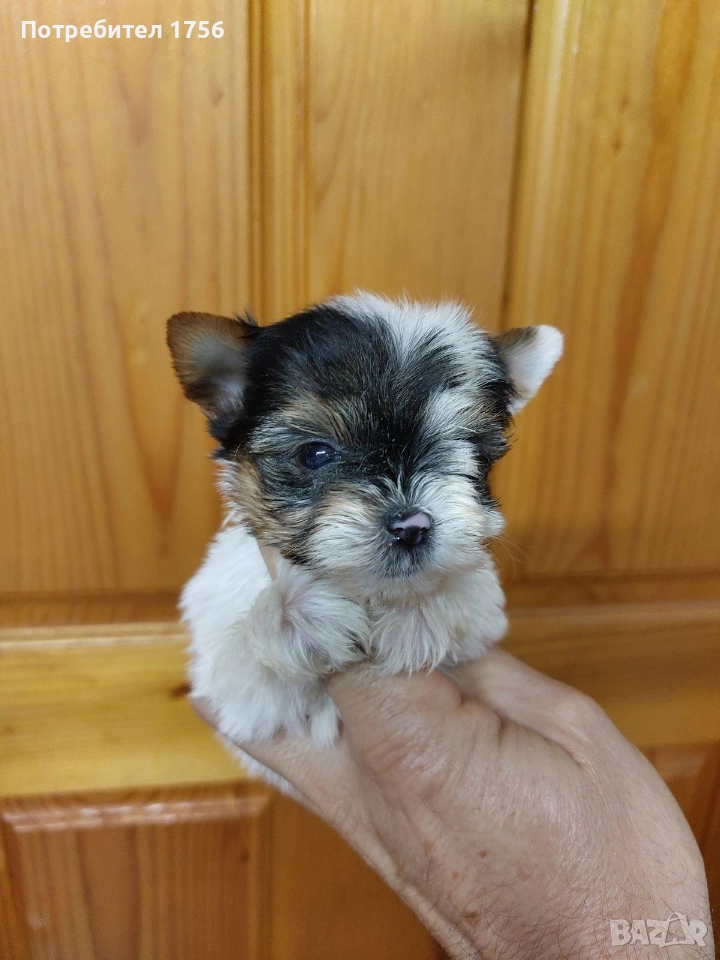 Йорки момиче, чистокръвен бивер., снимка 1