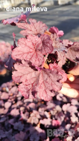 Хойхера  Amethyst Mist, снимка 14 - Градински цветя и растения - 52544153