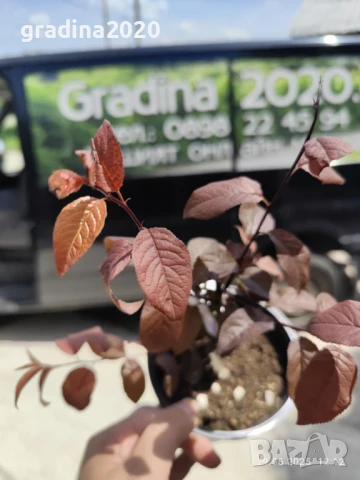 Червенолистна слива, снимка 7 - Разсади - 44452159