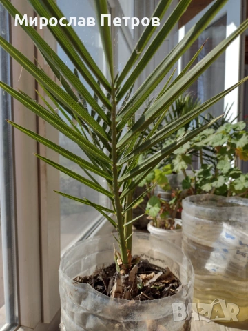 Финикова палма-фурма 