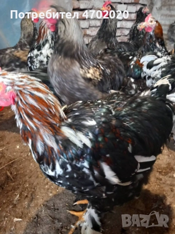 Петли, снимка 5 - Кокошки и пуйки - 54017467
