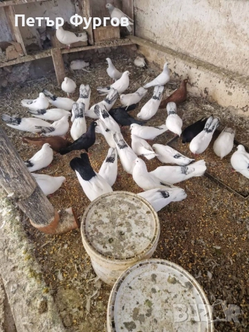 Продавам   бемкалии и  донеци, снимка 2 - Гълъби - 52224148