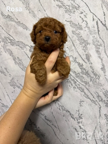 Продавам пудел той 