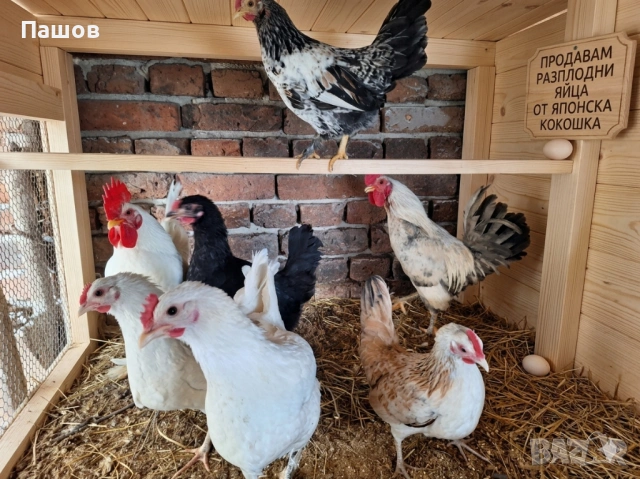 Продавам разплодни яйца от японска кокошка, снимка 2 - Кокошки и пуйки - 54032612