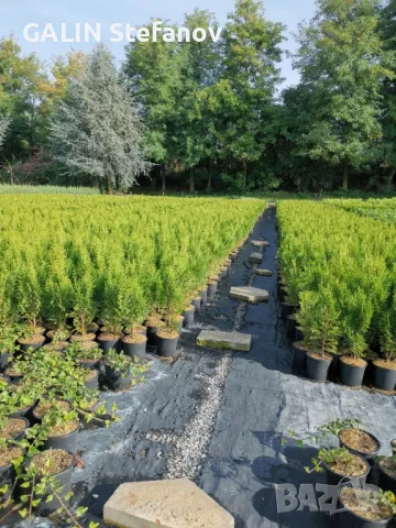 туя .смарагд .50 см