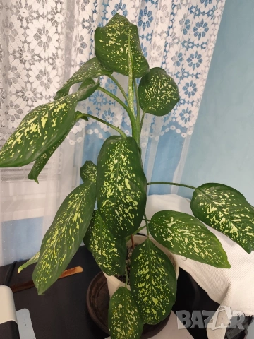 Продавам саксия с декоративно растение Дифенбахия., снимка 3 - Стайни растения - 25209673