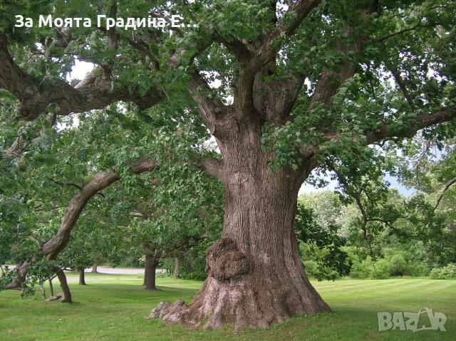 Дъб - Quercus, снимка 3 - Градински цветя и растения - 53636039