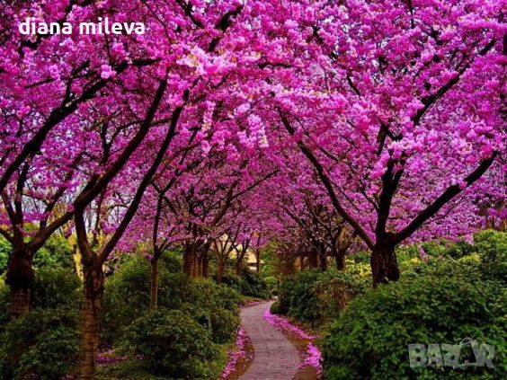 Церцис, Див Рошков, Дърво на Юда, Сercis siliquastrum, снимка 2 - Градински цветя и растения - 46601219