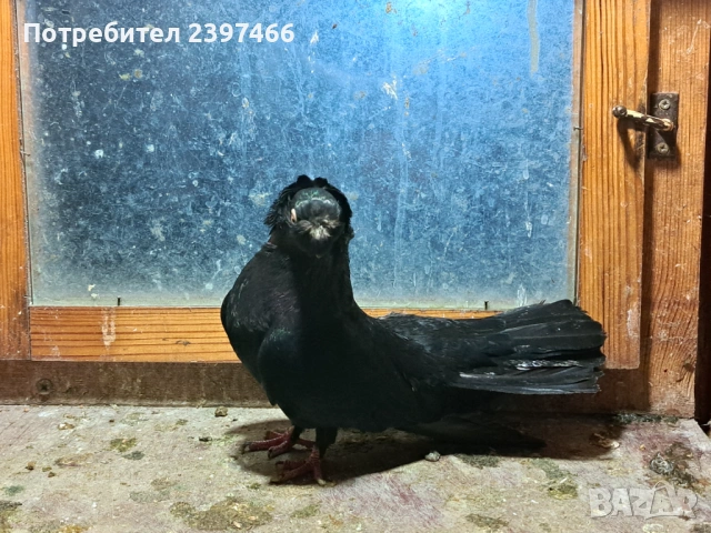 Черен мъжки двукачулен