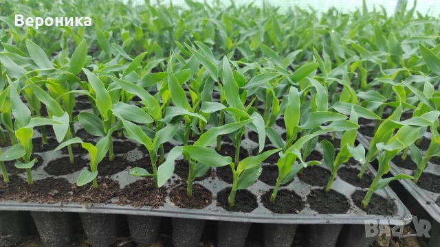 Предлагам разсад сладка царевица сорт Оверланд , снимка 2 - Разсади - 54195134