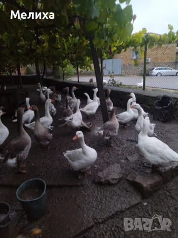 гъски, снимка 2 - Патици и гъски - 51984830