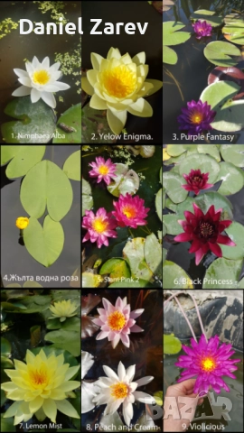 Продавам водни лилии, езерни растения и цветя. Тор за растения.