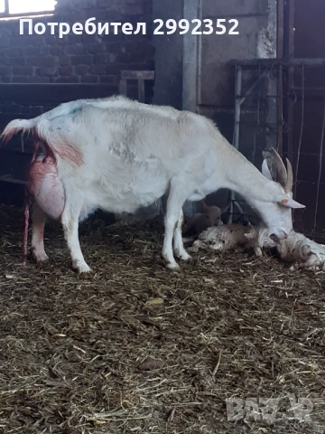 Saanski jenski i majki qrenca za damazlak, снимка 15 - Кози - 53540945