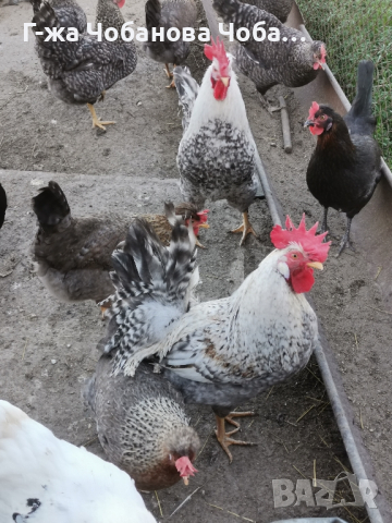 Продавам яйца от великденски носачки-новото поколение, снимка 8 - Кокошки и пуйки - 45061583